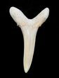 Carcharias (Extinct Sand Tiger) Shark Tooth - Eocene #3417-1